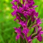 Northern Marsh Orchid