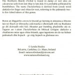 Northern Marsh Orchid