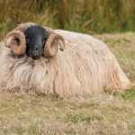 Black-faced ram