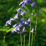 Bluebells