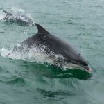 Bottlenose Dolphin