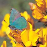 Green Hairstreak Butterfly