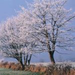 Hoar frost