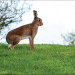 Irish Hare