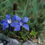 Spring Gentian