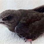 Common Swift